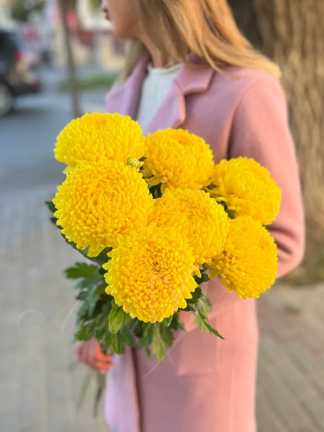 Хризантема желтая