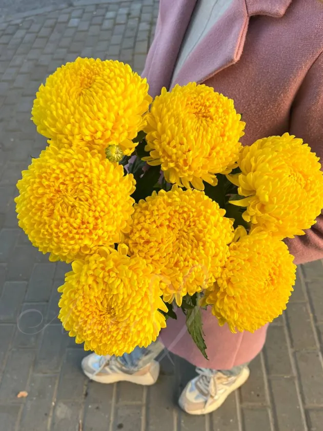 Хризантема желтая