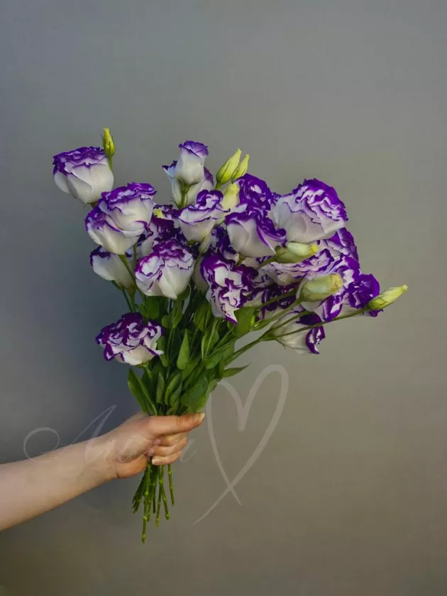 Эустома бело - фиолетовая