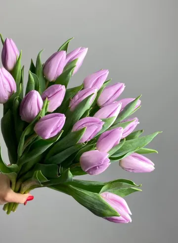Тюльпан лавандовый "Канди принц" от интернет-магазина цветов в 