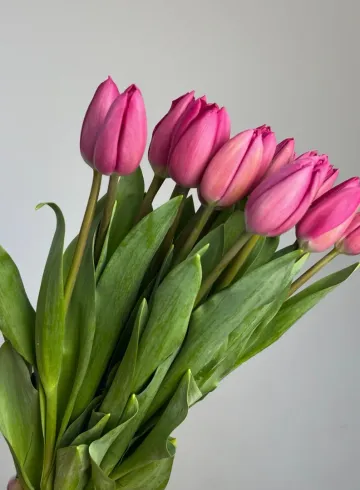 Тюльпан &laquo;Габриэлла&raquo; от интернет-магазина цветов в 