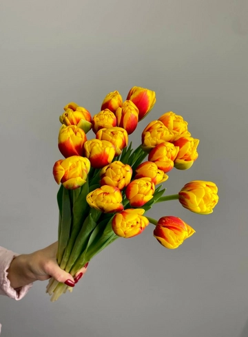 Тюльпан красно-желтый пионовидный от интернет-магазина цветов в 