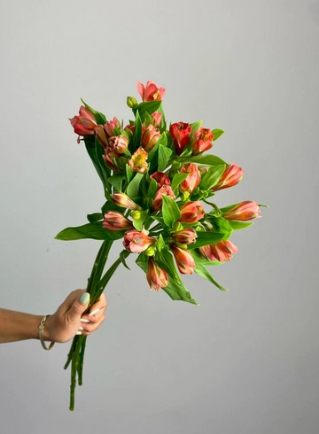 Альстромерия &laquo;Ампоста&raquo; от интернет-магазина цветов в 