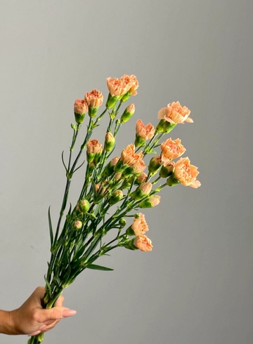 Гвоздика кустовая кофейная от интернет-магазина цветов в 