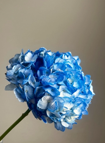 Гортензия синяя от интернет-магазина цветов в 