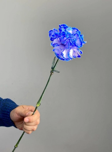 Диантус темно-синий от интернет-магазина цветов в 