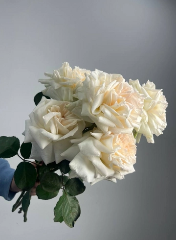 Роза «Вайт охара французская» от интернет-магазина цветов в 