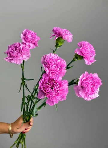 Гвоздика Лиловая от интернет-магазина цветов в 