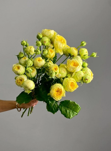 Роза кустовая &laquo;Каталина&raquo; от интернет-магазина цветов в 