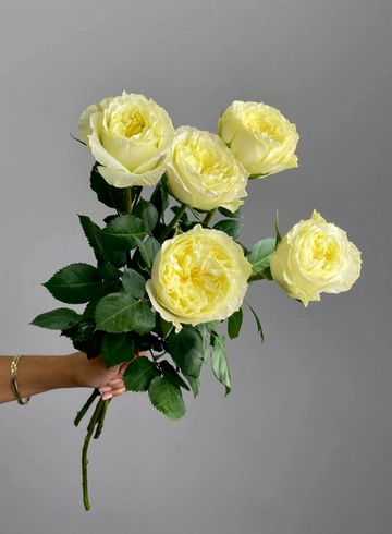 Роза пионовидная Эквадор &laquo;Колд Плей&raquo; от интернет-магазина цветов в 