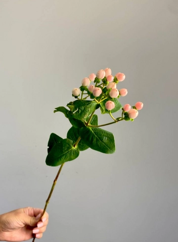 Гиперикум розовый от интернет-магазина цветов в 