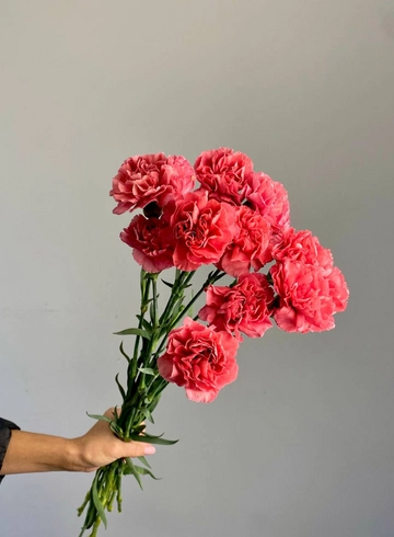 Гвоздика Нэил от интернет-магазина цветов в 