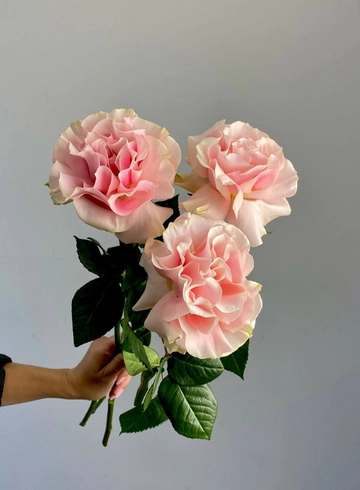 Роза Французская розовая  от интернет-магазина цветов в 