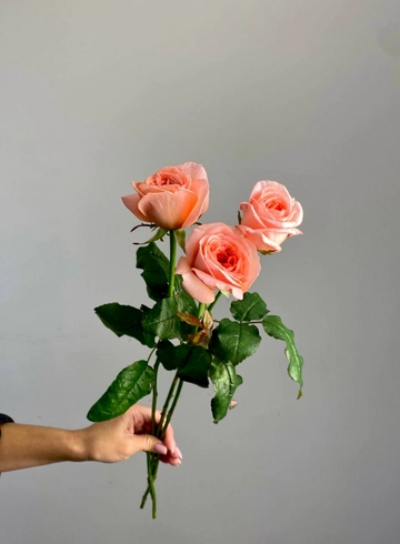 Роза пионовидная Лондон Ай от интернет-магазина цветов в 