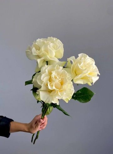 Роза французская белая от интернет-магазина цветов в 