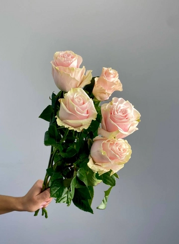 Роза Эквадор &laquo;Пинк Мондиаль&raquo; от интернет-магазина цветов в 