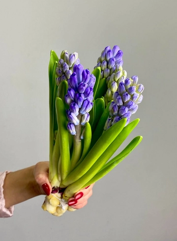 Гиацинт синий от интернет-магазина цветов в 