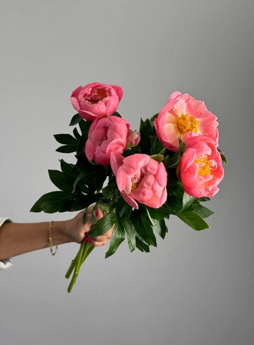 Пион «Коралл» от интернет-магазина цветов в 