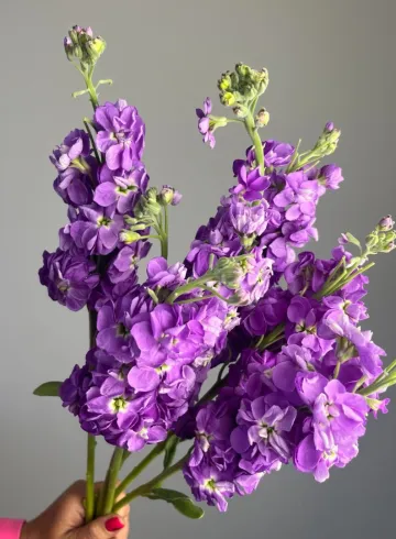 Маттиола сиреневая от интернет-магазина цветов в 