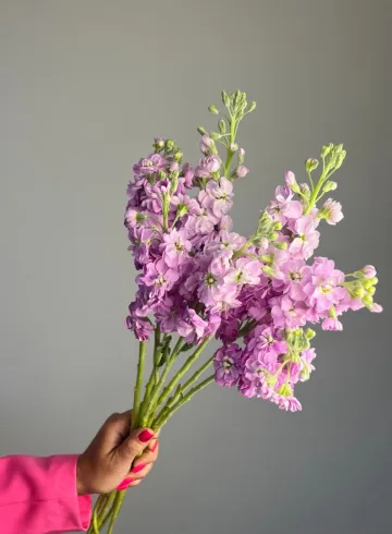 Маттиола лавандовая от интернет-магазина цветов в 