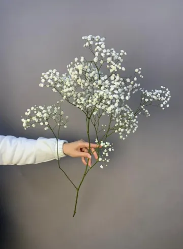 Гипсофила белая от интернет-магазина цветов в 