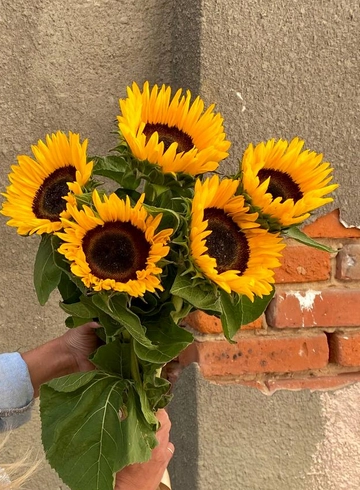 Подсолнух от интернет-магазина цветов в 