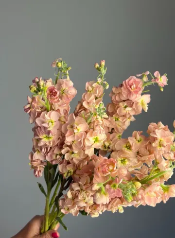 Маттиола розовая от интернет-магазина цветов в 