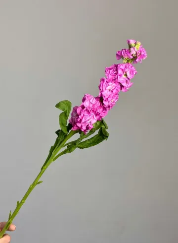 Маттиола фуксия от интернет-магазина цветов в 