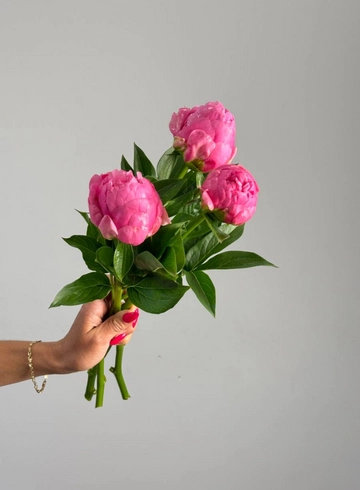 Пион «Канзас» от интернет-магазина цветов в 