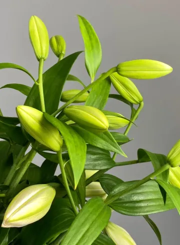 Лилия Белая восточка от интернет-магазина цветов в 