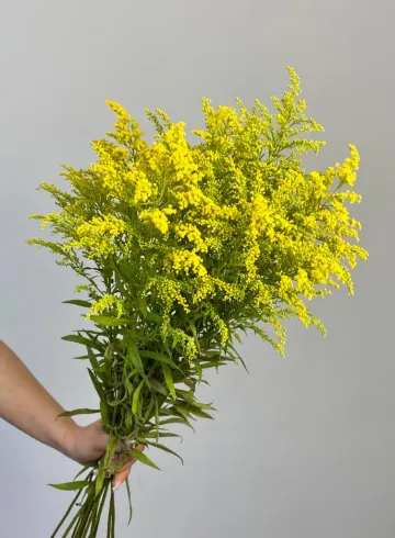 Солидаго от интернет-магазина цветов в 