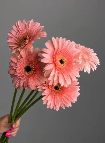 Гербера розовая от интернет-магазина цветов в 