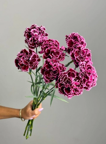 Гвоздика Бургунди от интернет-магазина цветов в 