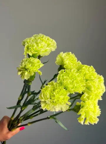 Гвоздика светло-зеленая от интернет-магазина цветов в 