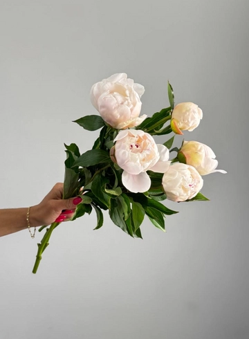 Пион «Белый Лебедь» от интернет-магазина цветов в 