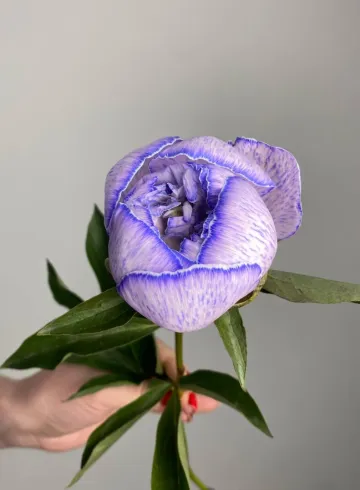 Пион Лавандовый от интернет-магазина цветов в 