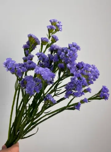 Статица синяя от интернет-магазина цветов в 