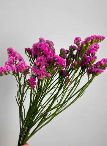 Статица темно-розовая от интернет-магазина цветов в 