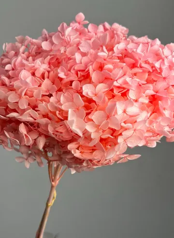 Гортензия розовая стабилизированная от интернет-магазина цветов в 