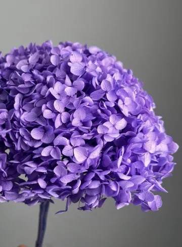 Гортензия фиолетовая стабилизированная от интернет-магазина цветов в 