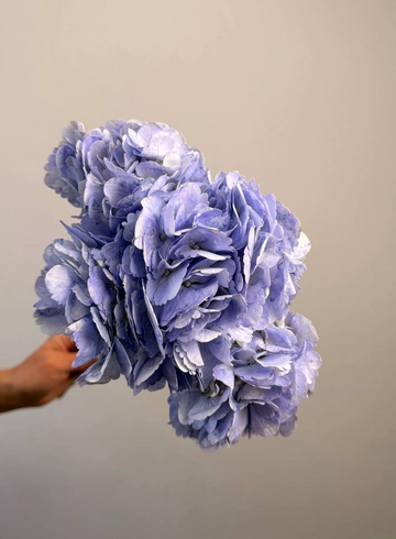 Гортензия Фиолет от интернет-магазина цветов в 