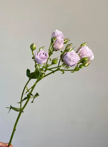 Роза кустовая Микадо от интернет-магазина цветов в 