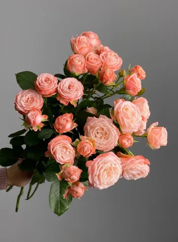 Роза кустовая &laquo;Мисс Пиони&raquo; от интернет-магазина цветов в 