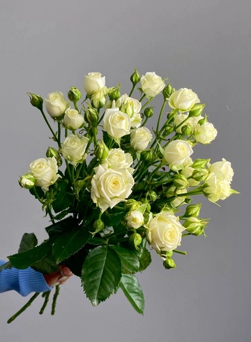 Роза кустовая &laquo;Беларусь&raquo; 60см от интернет-магазина цветов в 