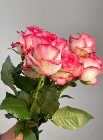 Роза &laquo;Джумилия&raquo; от интернет-магазина цветов в 