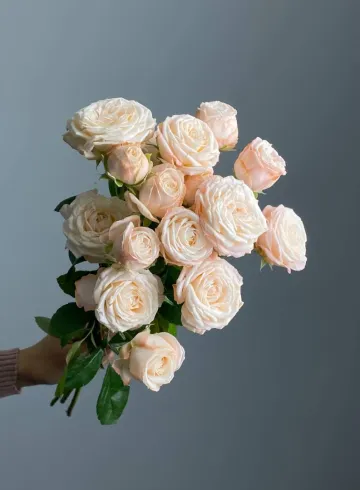 Роза кустовая « Мисс Пиони»  от интернет-магазина цветов в 