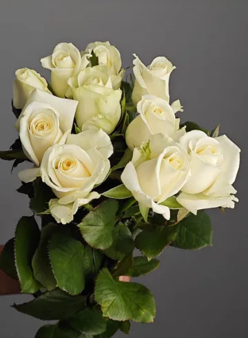 Роза «Аваланж»  от интернет-магазина цветов в 