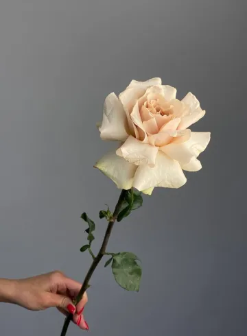 Роза французская «Квиксэнд» от интернет-магазина цветов в 