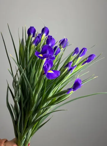 Ирис синий от интернет-магазина цветов в 