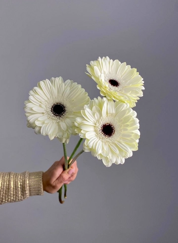 Гербера Белая от интернет-магазина цветов в 